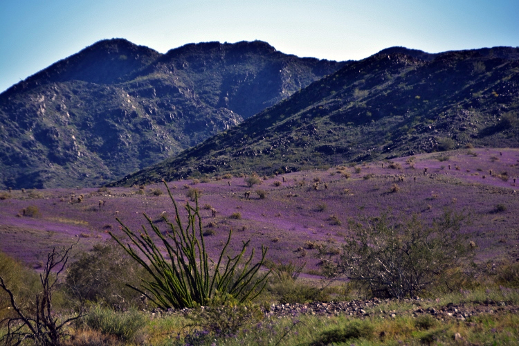 puruple field